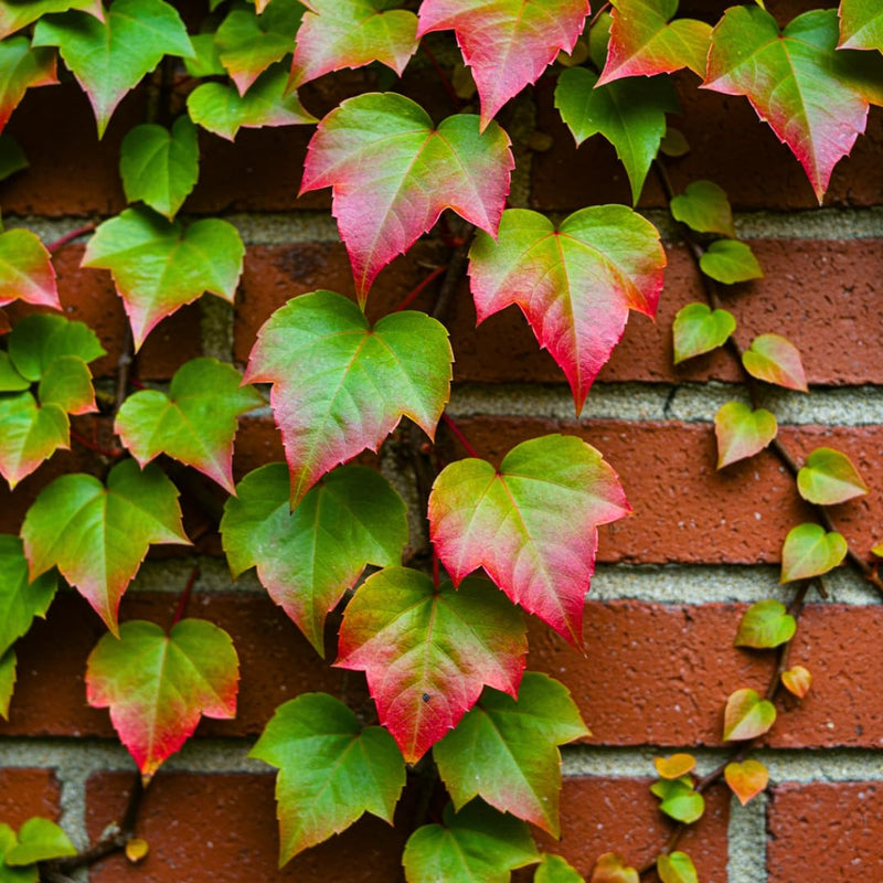 Boston Ivy Climbing Vine Seeds for Planting – Heirloom Non-GMO Garden Seeds