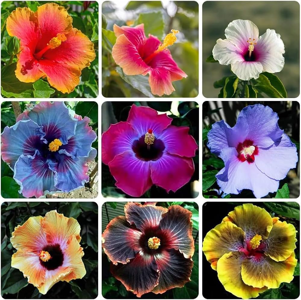 Multi-Colour Hibiscus flower seeds