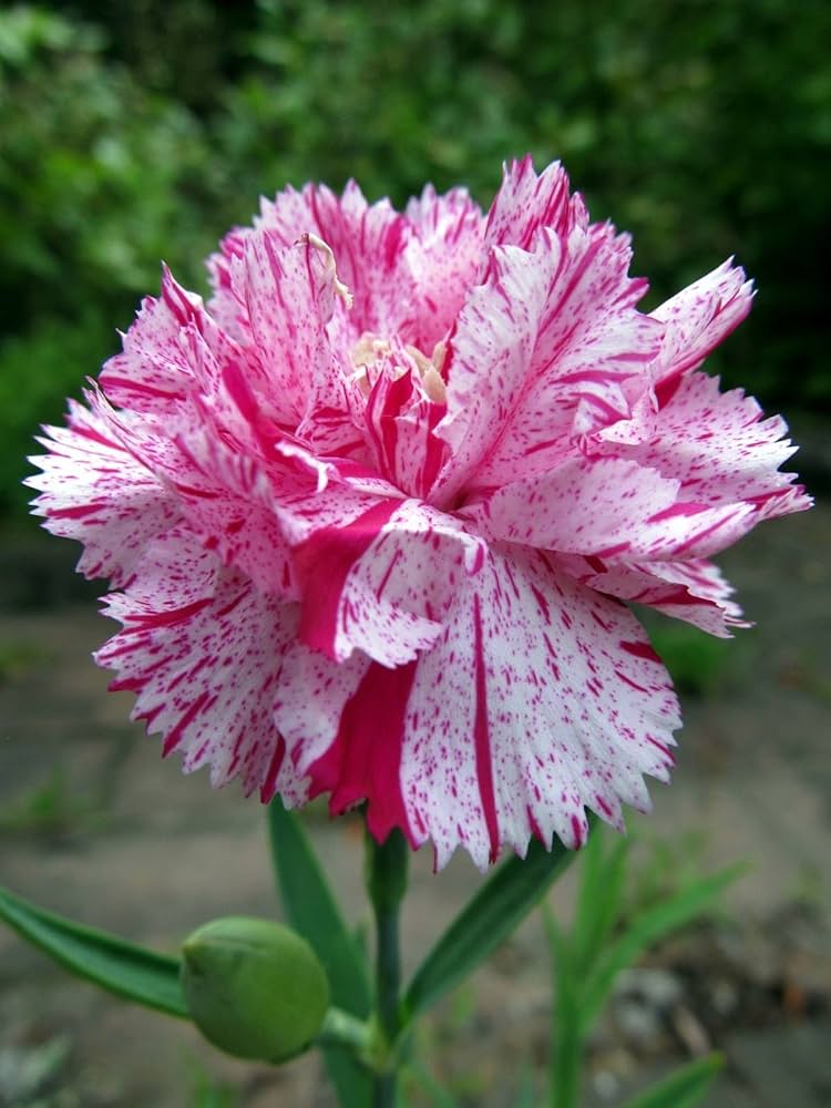 White and Red Carnation Flower Seeds for Planting – Heirloom Non-GMO Garden Seeds