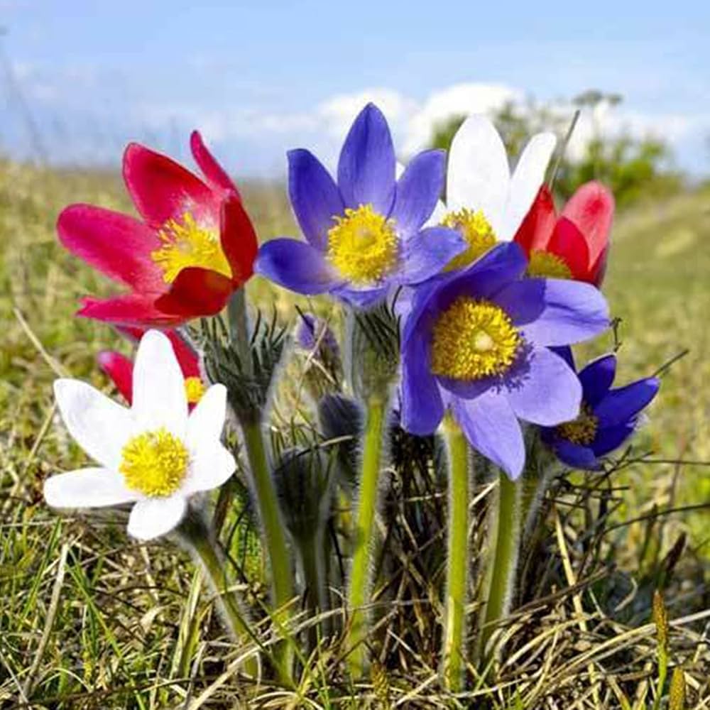Pulsatilla flower seeds