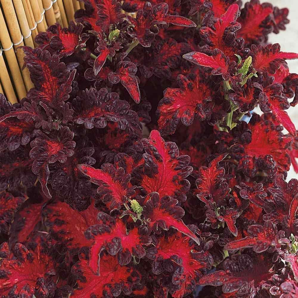 Black Red flower seeds