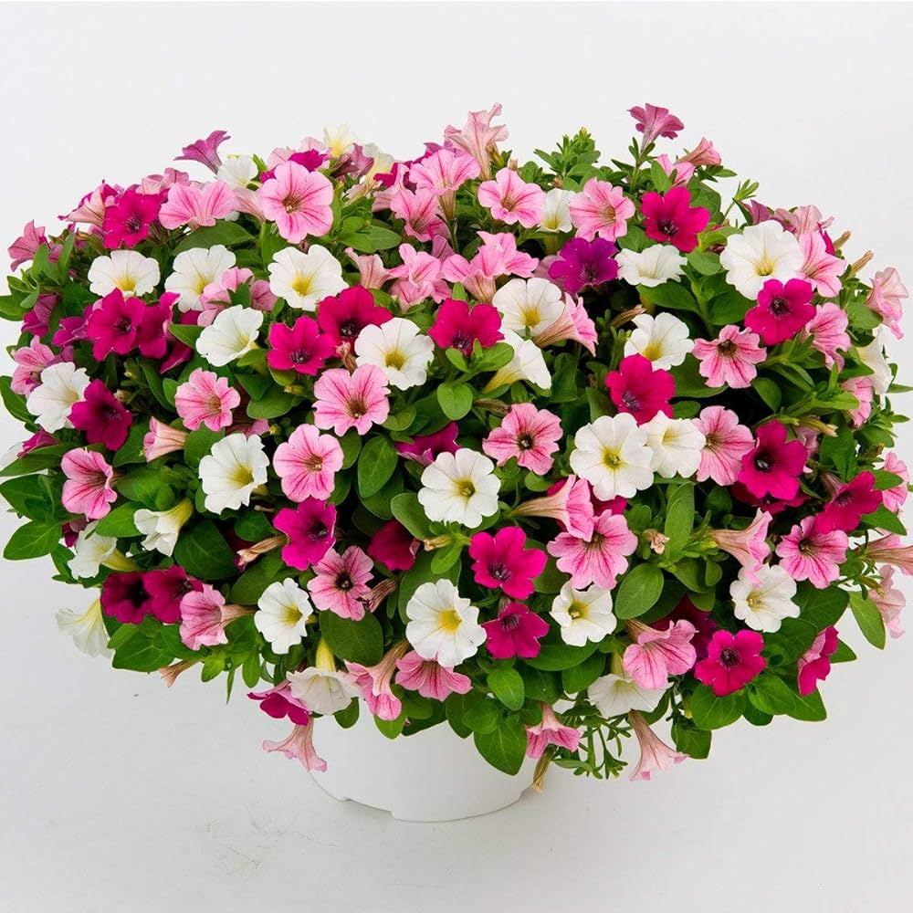 Strawberry Ice flower seeds