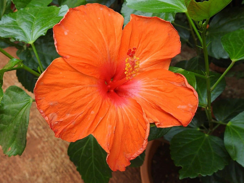 Hibiscus Flower Seeds for Planting – Heirloom Non-GMO Garden Seeds