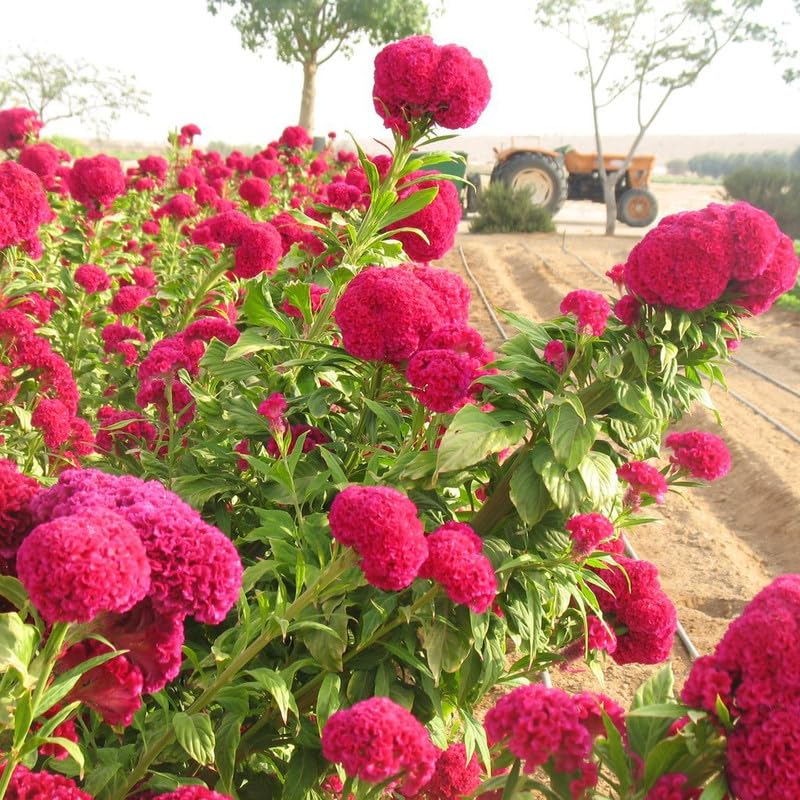 Dark Pink flower seeds