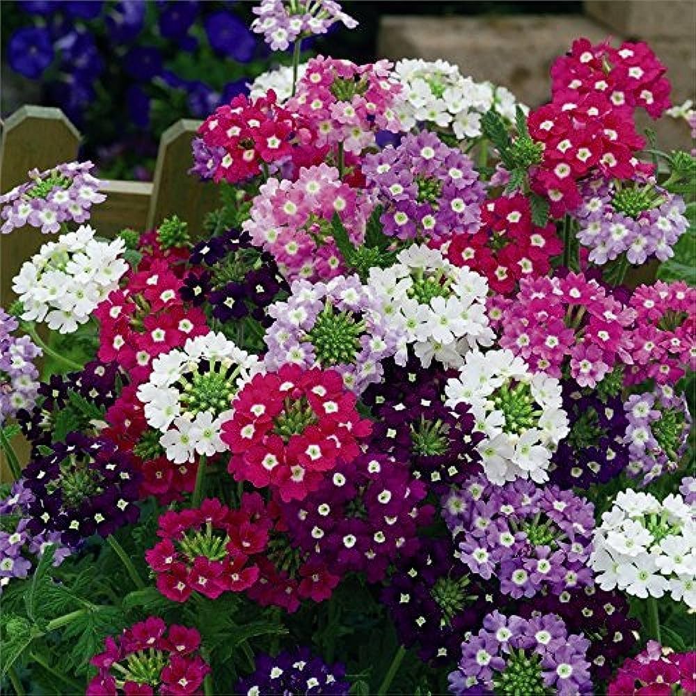 Vervain flower seeds