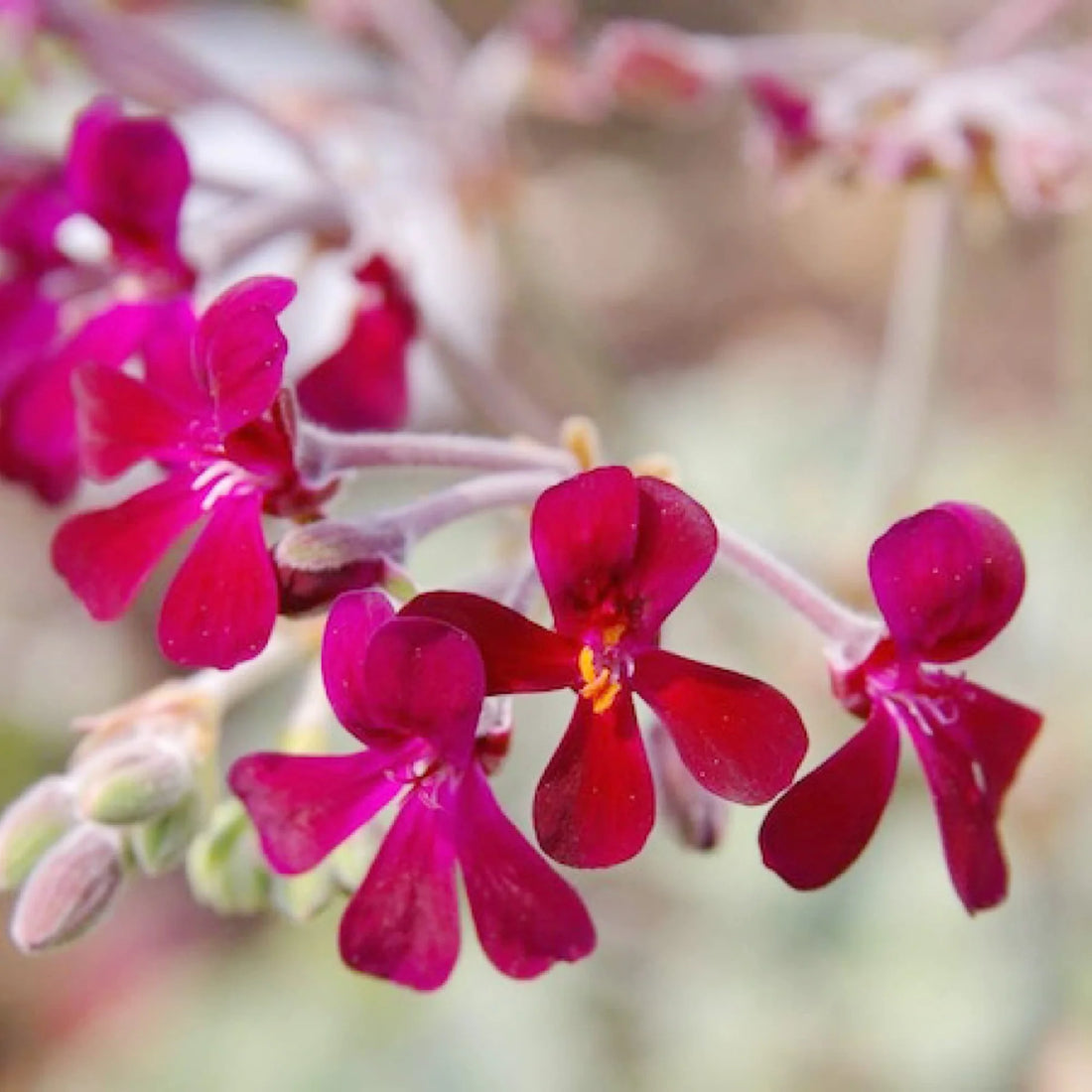 Pelargonium Sidoides flower seeds