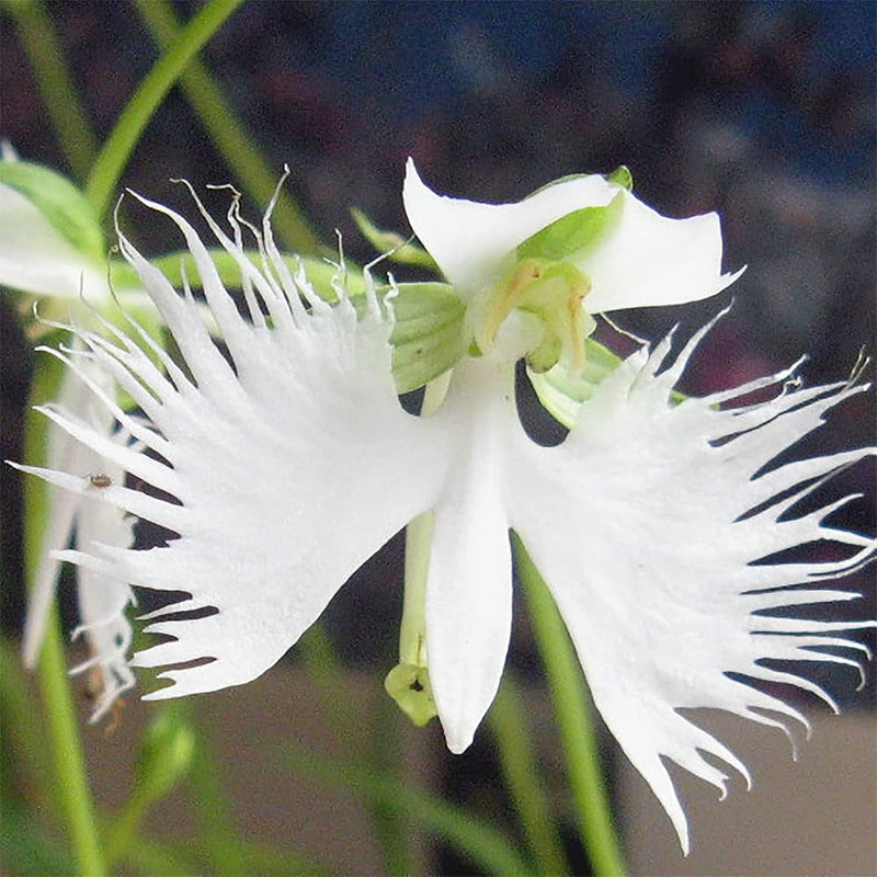 Radiata Flower Seeds for Planting – Heirloom Non-GMO Garden Seeds