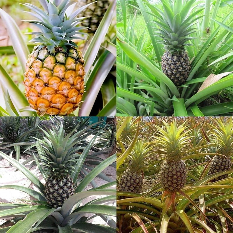 Yellow Pineapple Fruit Seeds for Planting – Heirloom Non-GMO Garden Seeds
