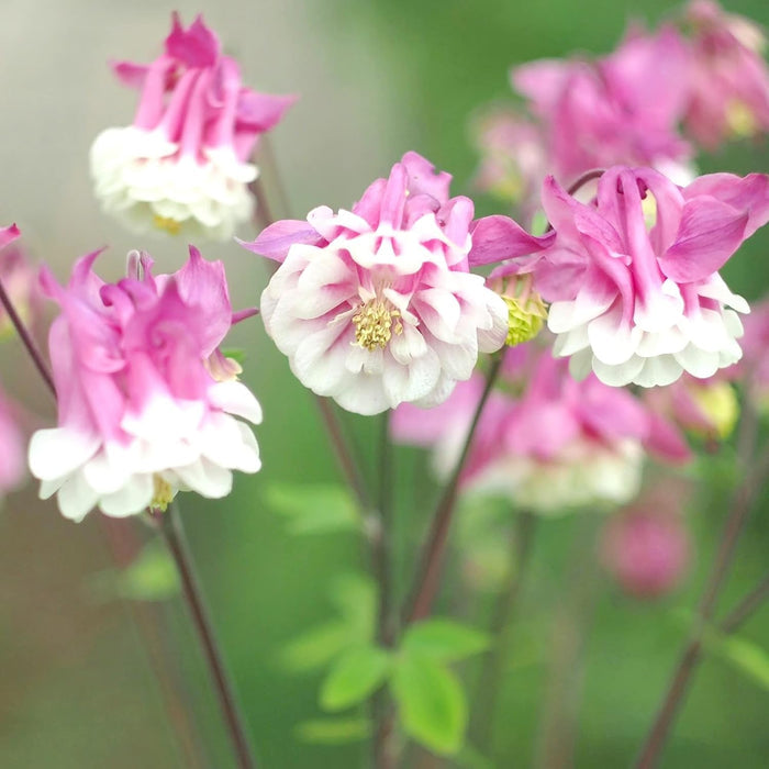 Pink And flower seeds