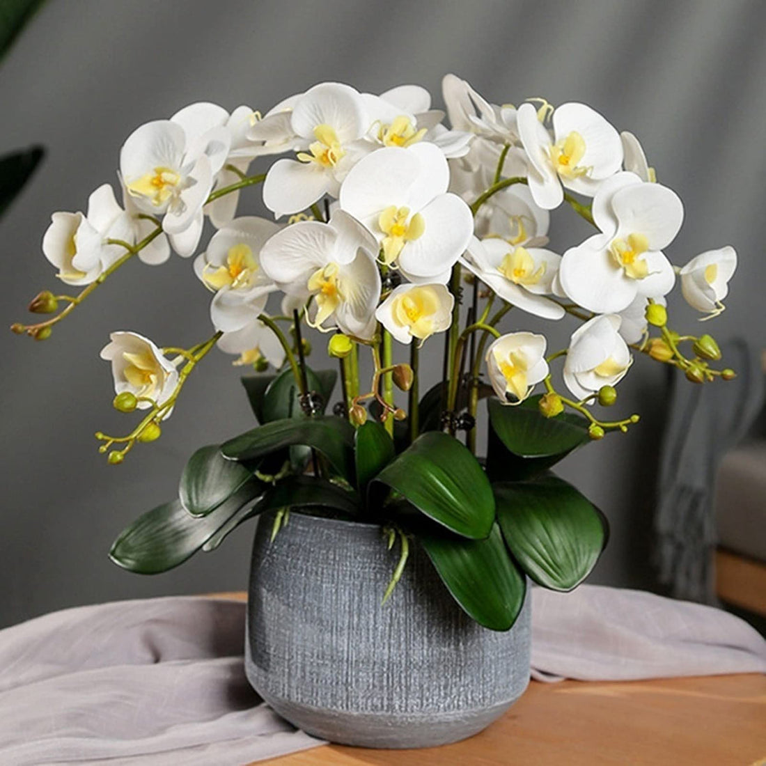 White Phalaenopsis flower seeds