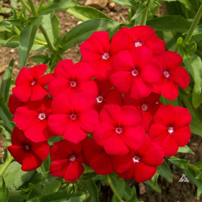 Red Phlox plant