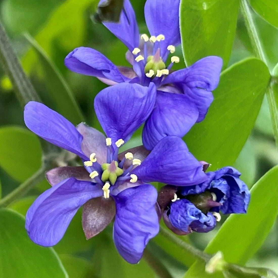 Lignum Vitae flower seeds