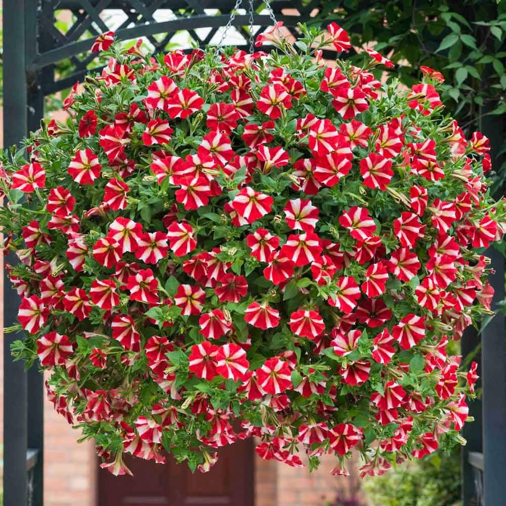 Ultra Red flower seeds