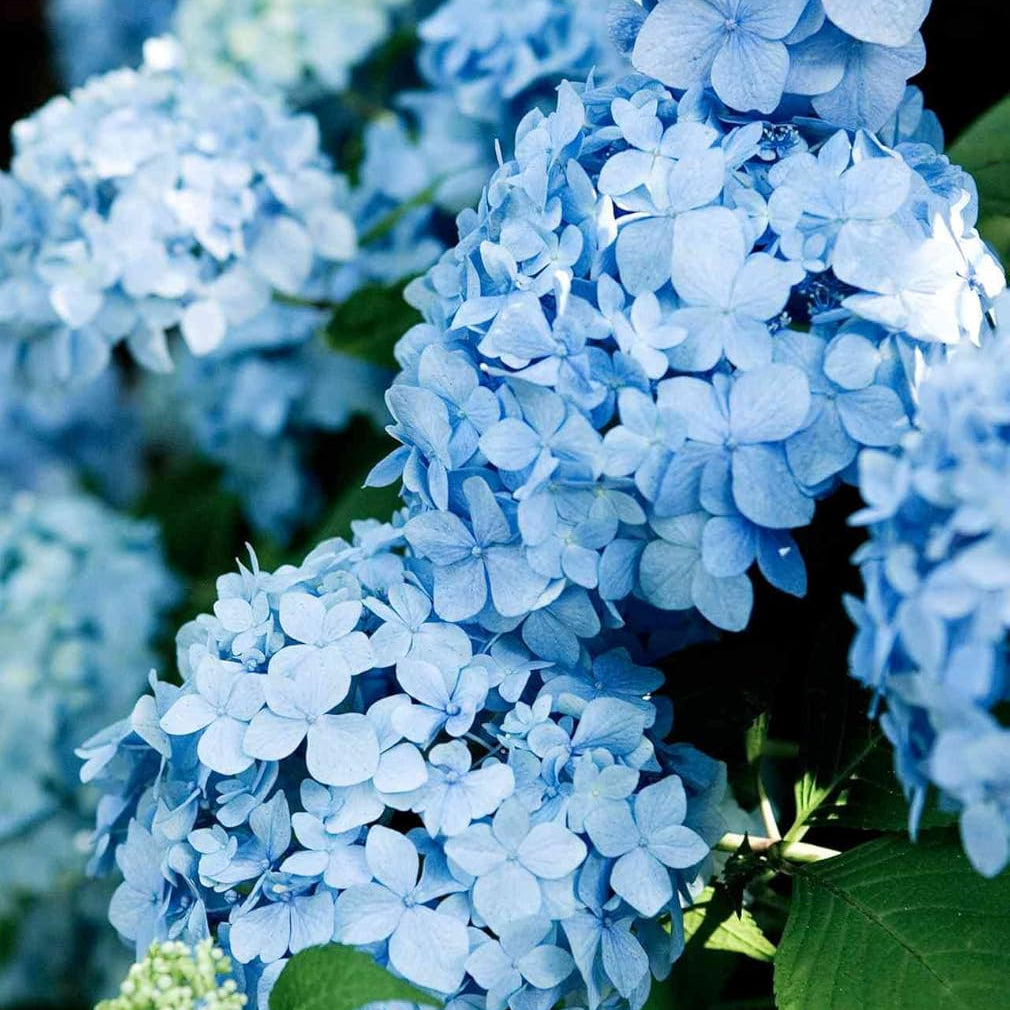 Sky Blue flower seeds