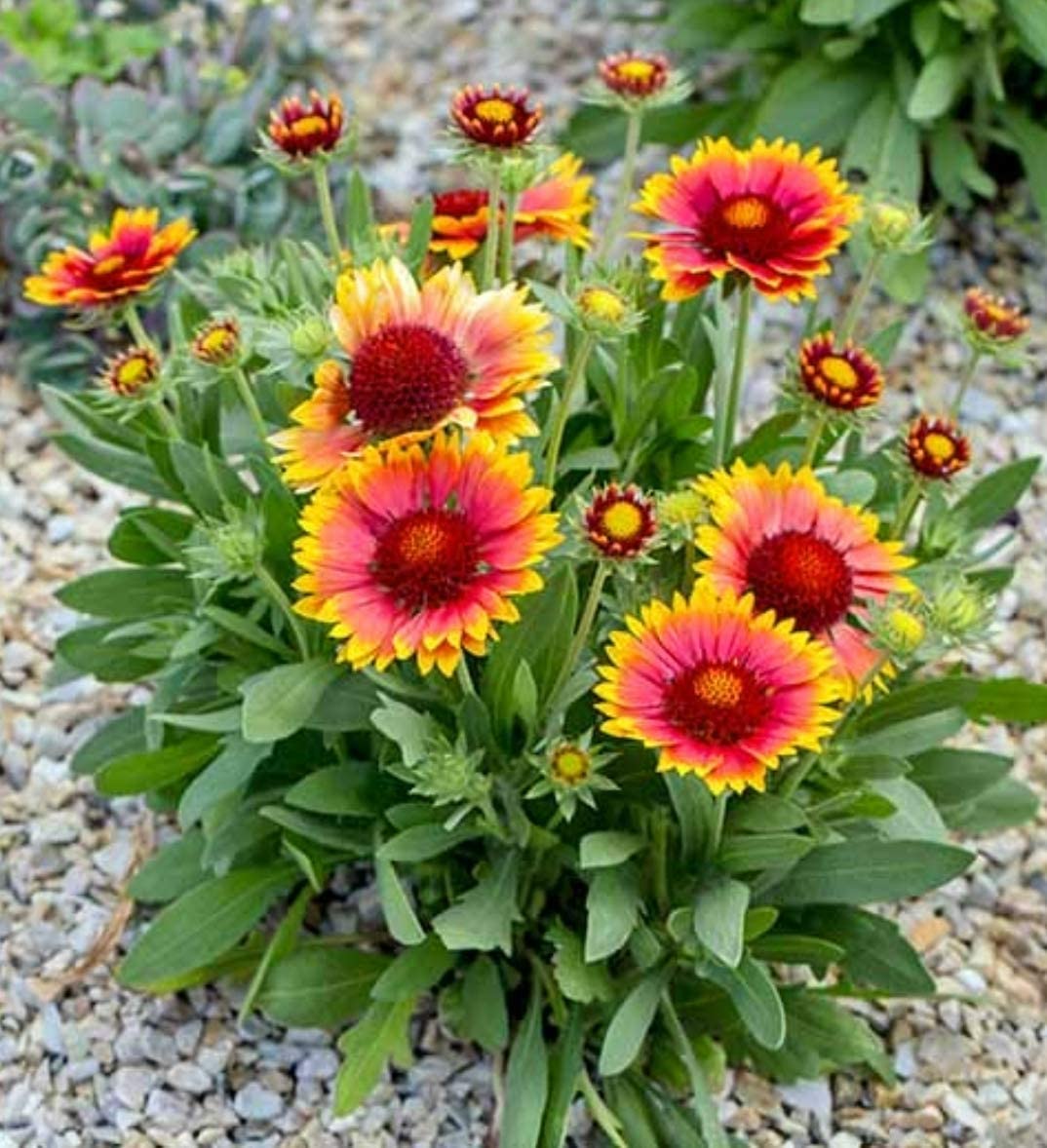Blanket Gaillardia flower seeds
