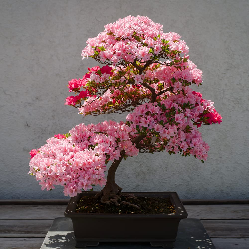 Bonsai Hot flower seeds