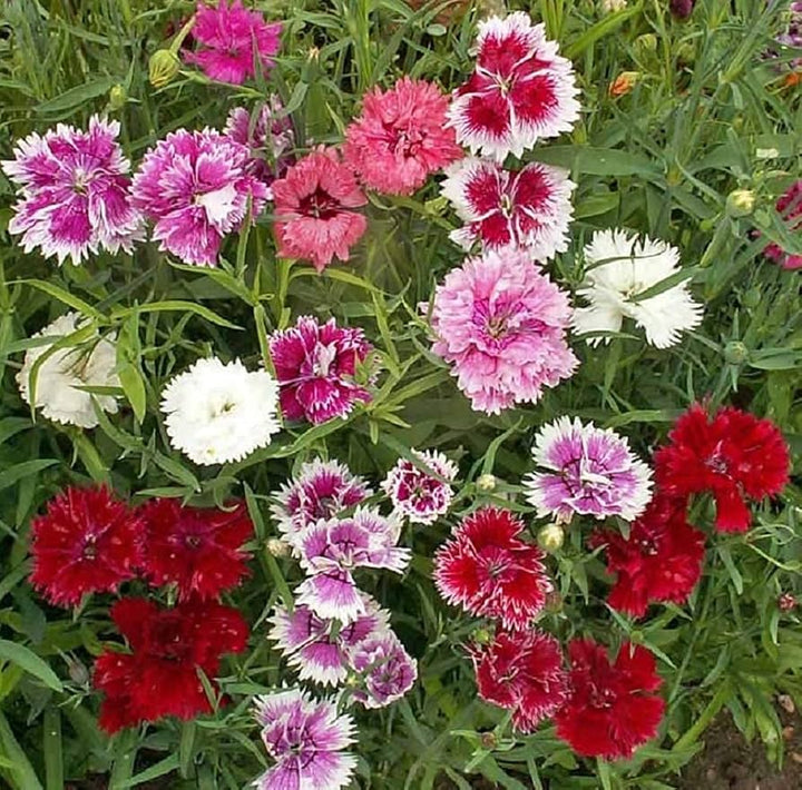 Dianthus Sonata flower seeds