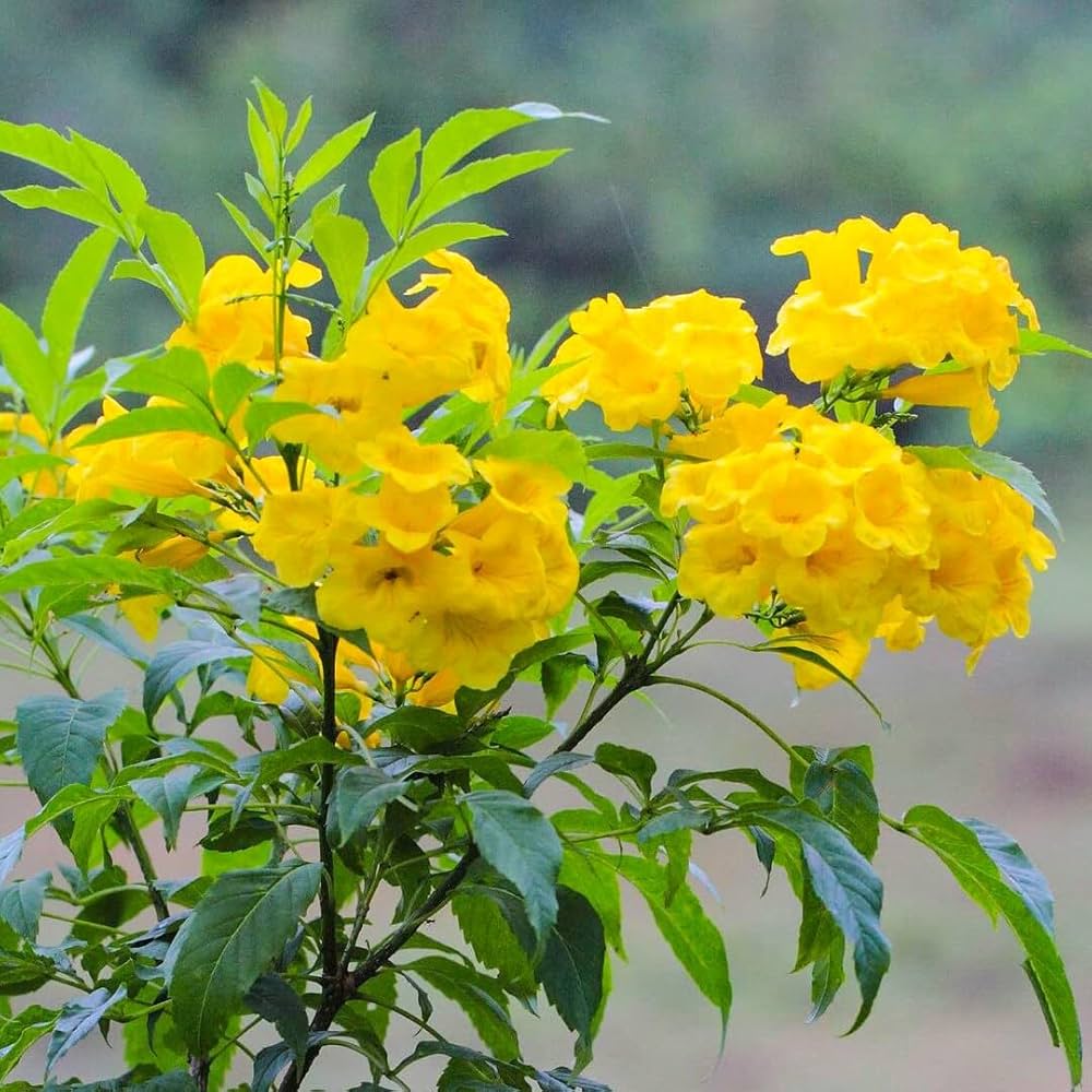Yellow Jacaranda flower seeds