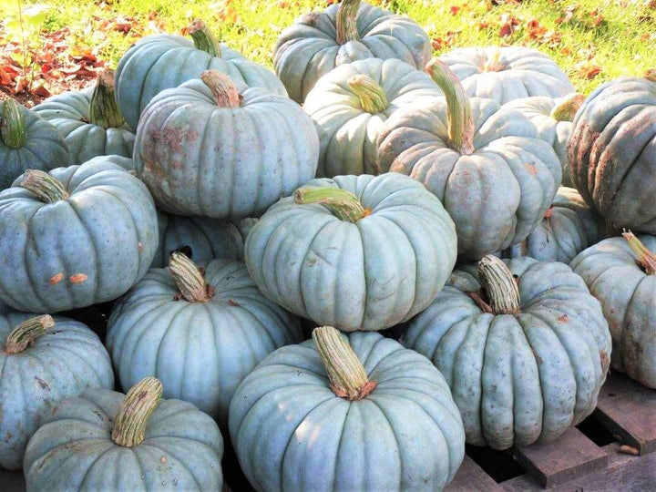 Jarrahdale Pumpkin Seeds