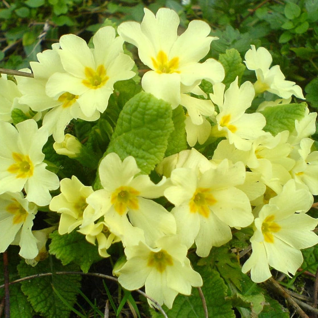 Light Yellow flower seeds