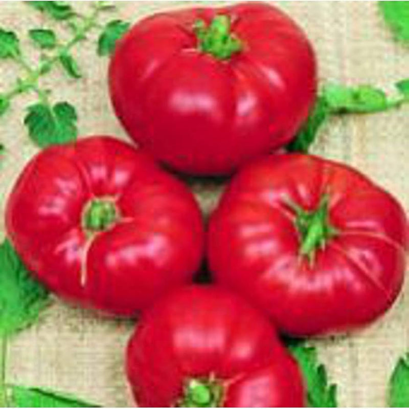 Boxcar Willie Tomato Seeds for Planting – Heirloom Non-GMO Garden Seeds