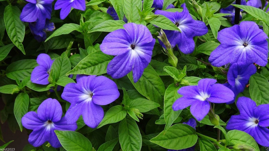 Browallia flower seeds