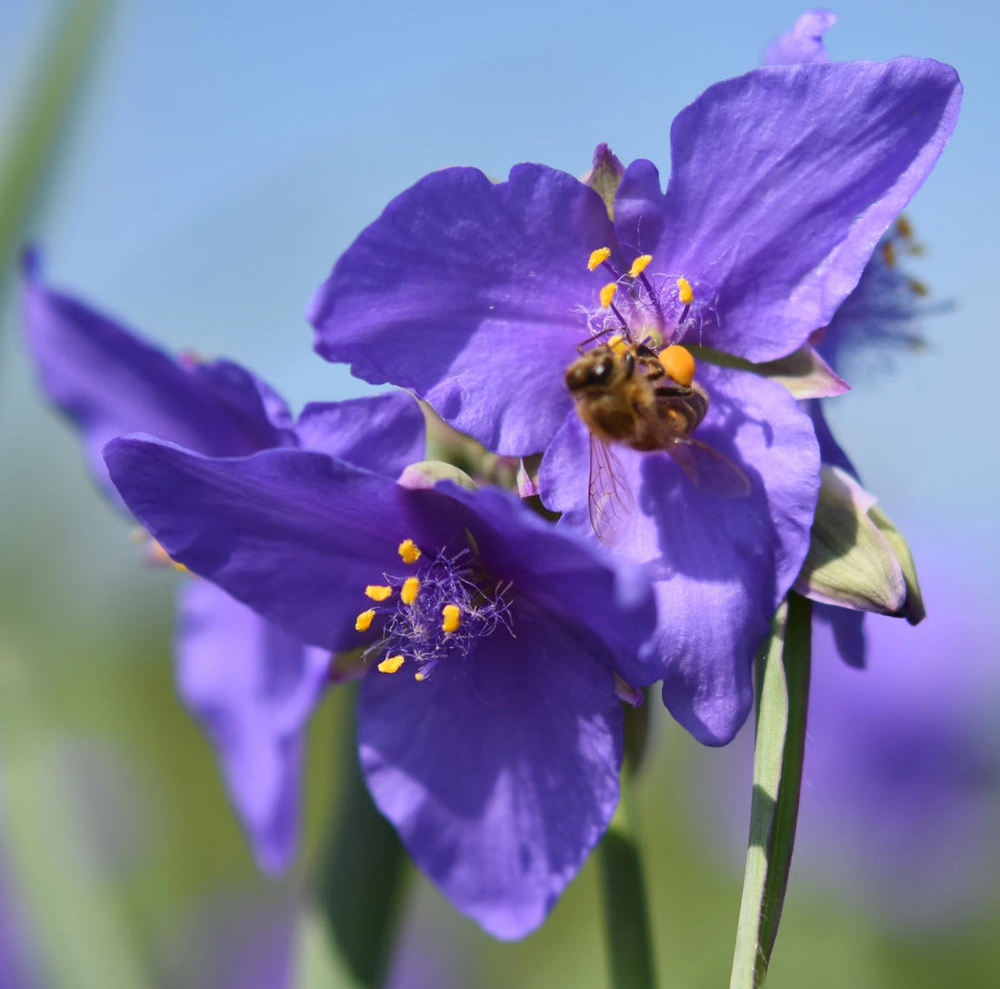 Tradescantia Spiderwort flower seeds