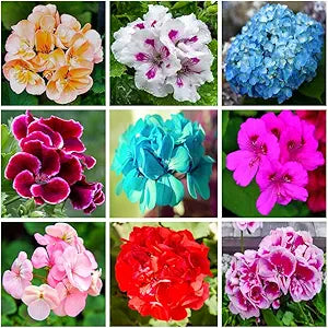 Geranium Pelargonium flower seeds