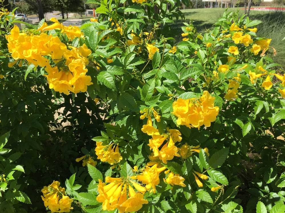 Yellow Rawstone flower seeds