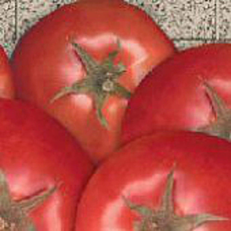 Bella Rosa Tomato Vegetable Seeds for Planting – Heirloom Non-GMO Garden Seeds