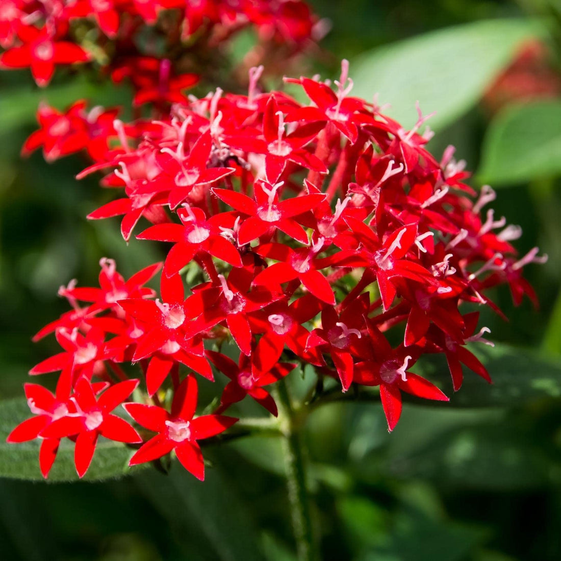 Red Pentas flower seeds
