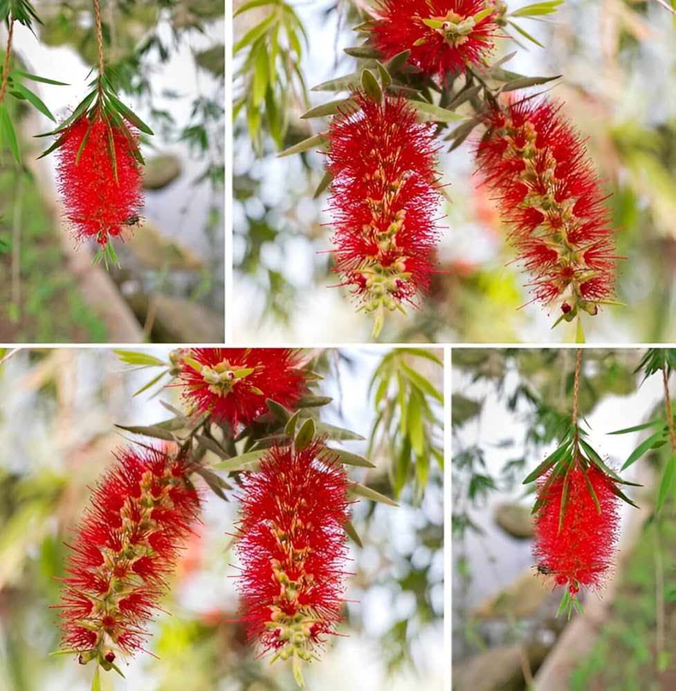 Red Bottlebrush flower seeds