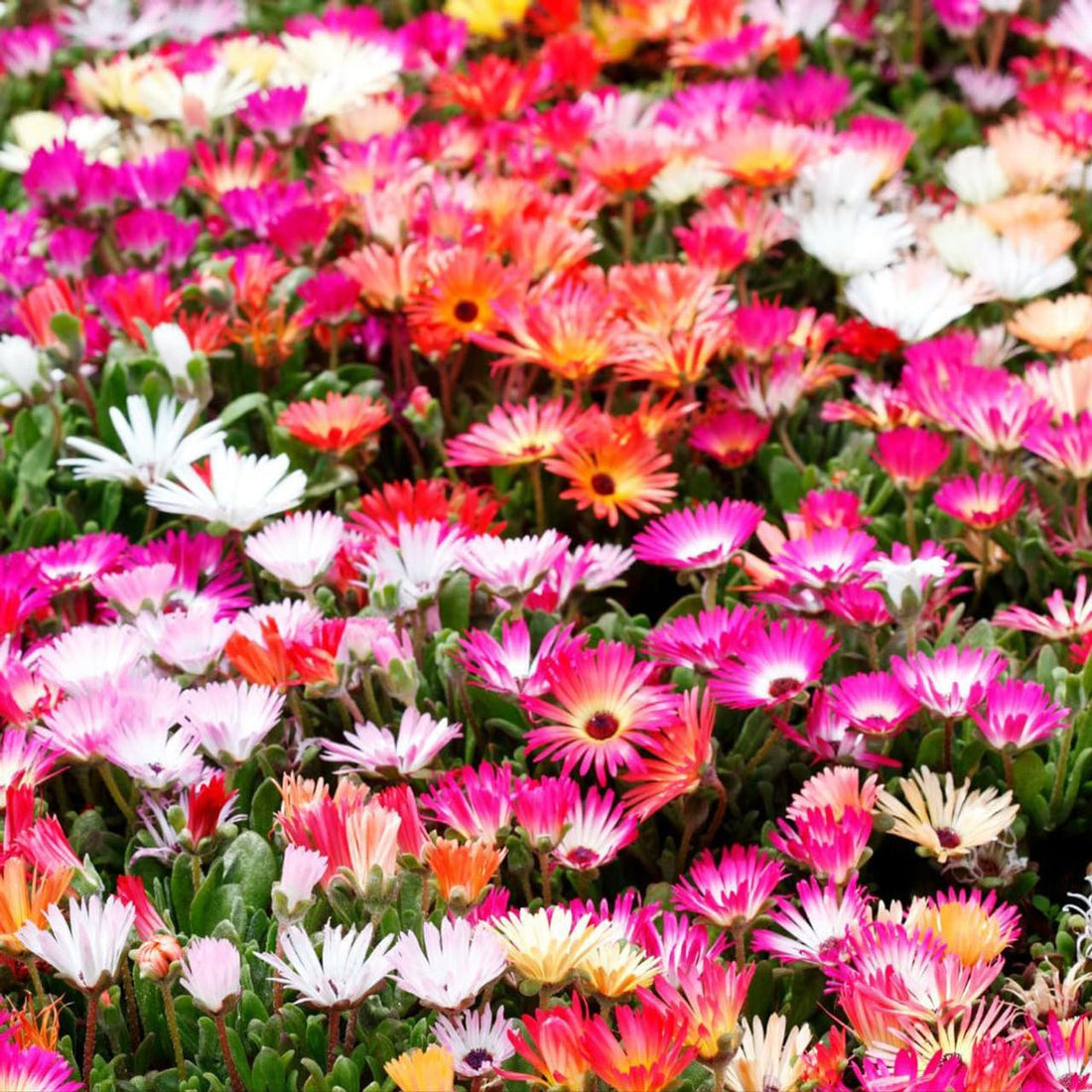 Mesembryanthemum flower seeds