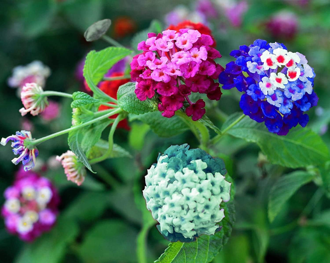 Color Lantana flower seeds