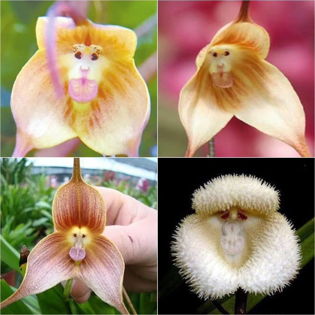 Monkey Orchid flower seeds
