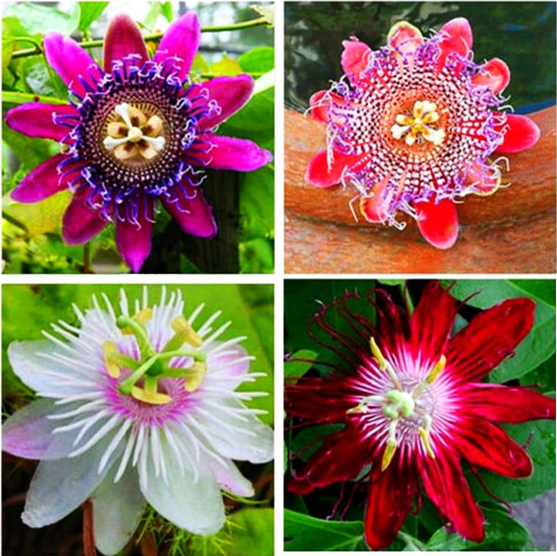 Colour Passion flower seeds