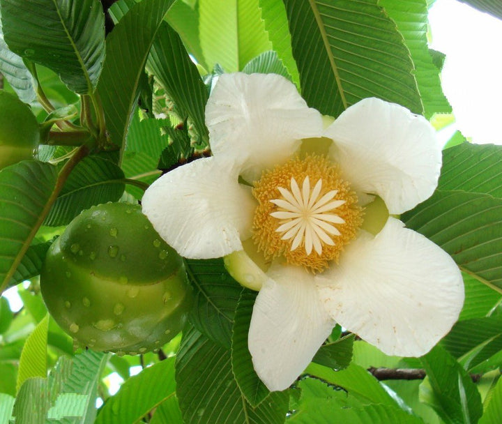 White Dillenia flower seeds
