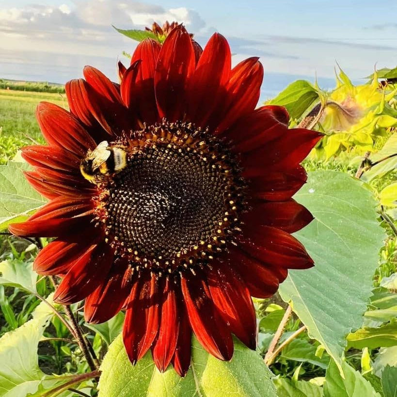 Red Sunflower plant