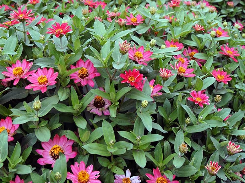 Zinnia Elegans flower seeds