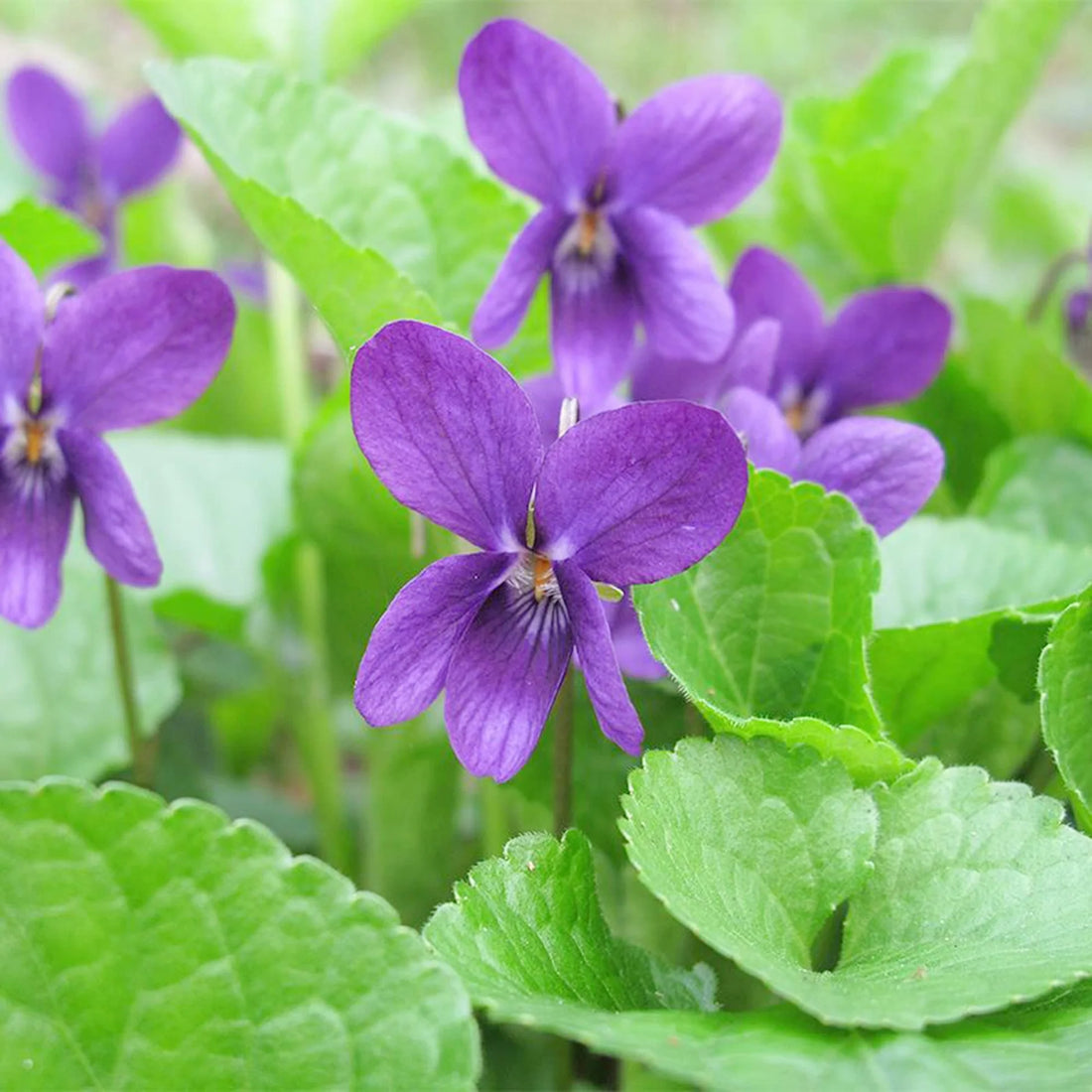 Passion Viola flower seeds