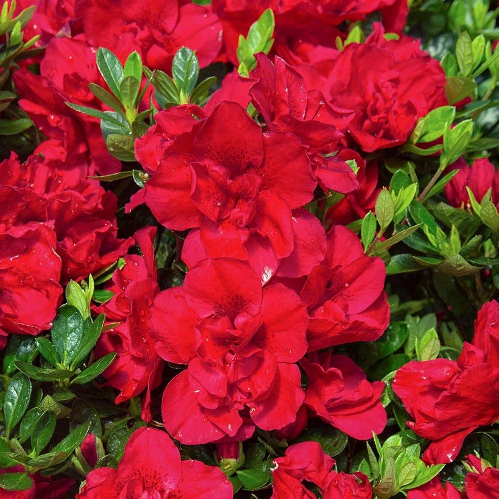 Red Azalea flower seeds