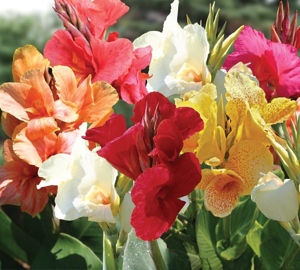Tall Canna flower seeds
