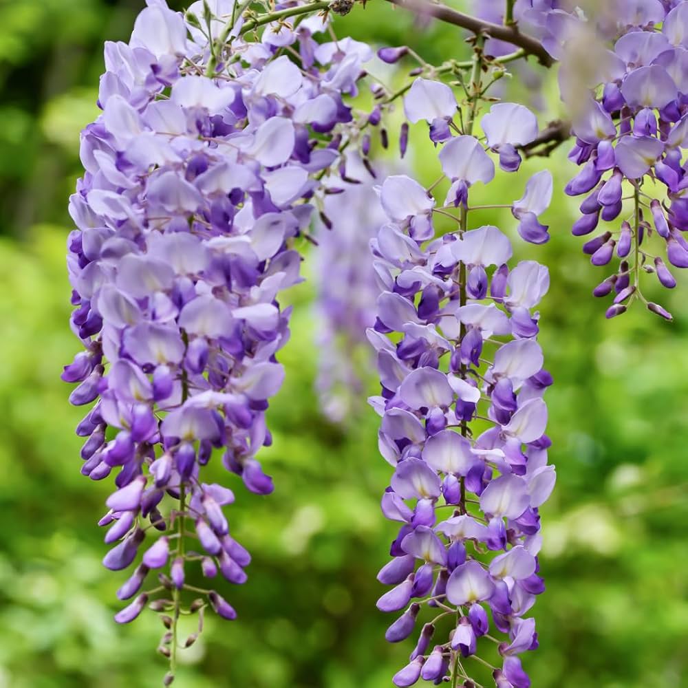 Violet Wisteria flower seeds