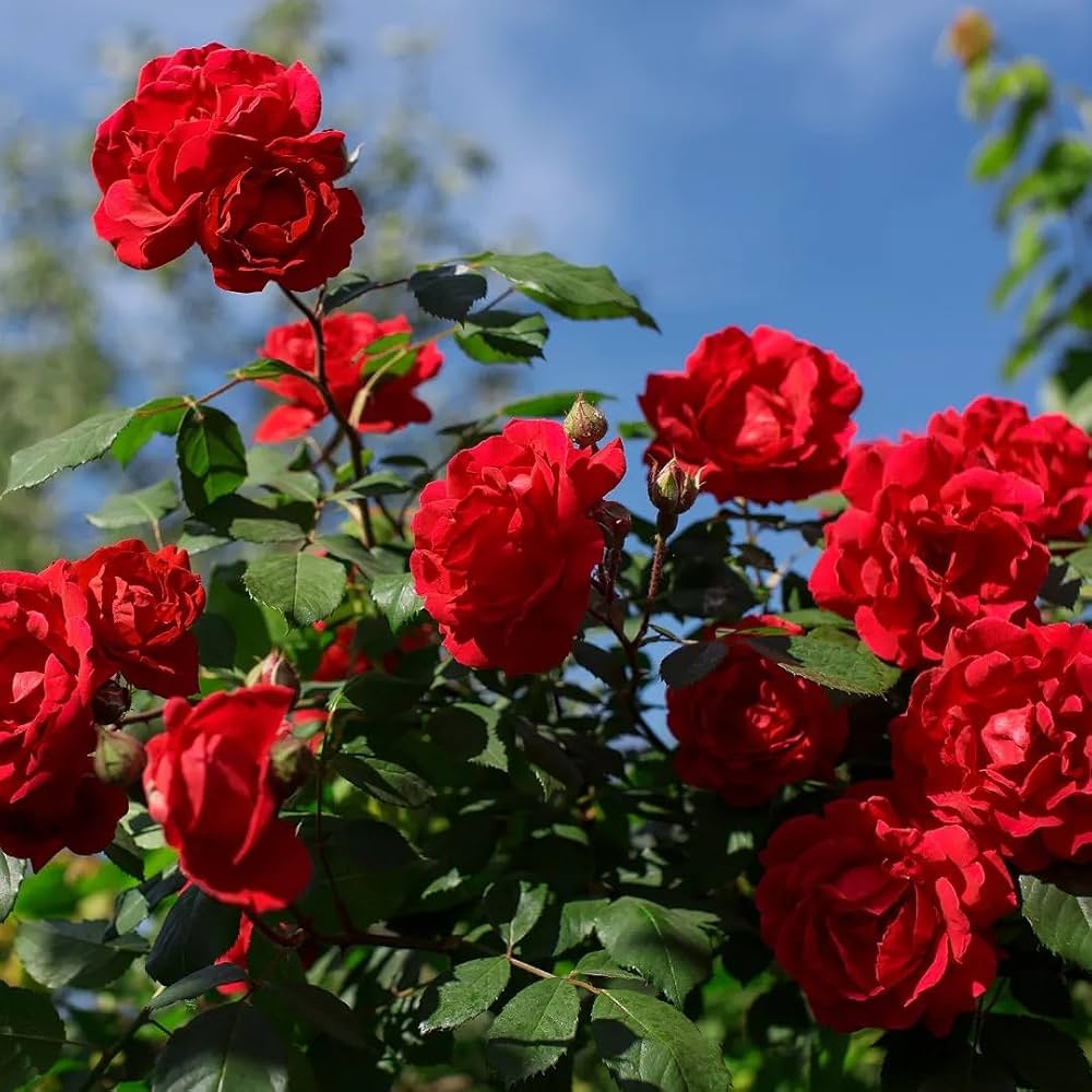 Rose Bush flower seeds