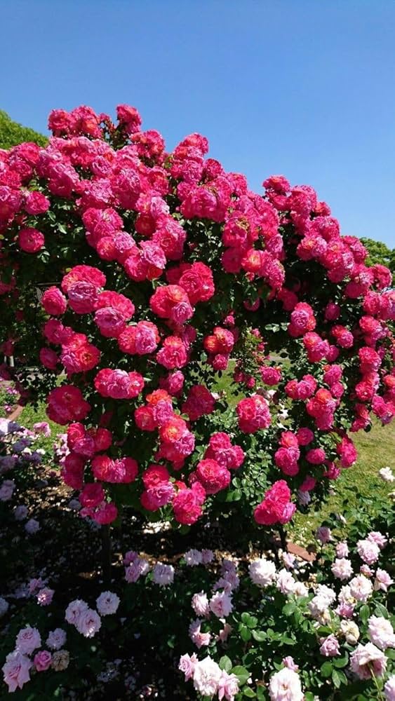 Deep Pink flower seeds