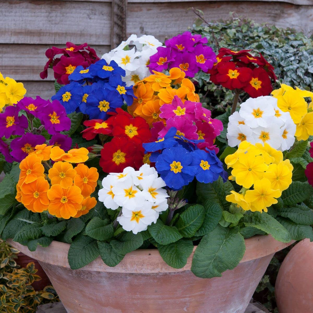 Polyanthus flower seeds