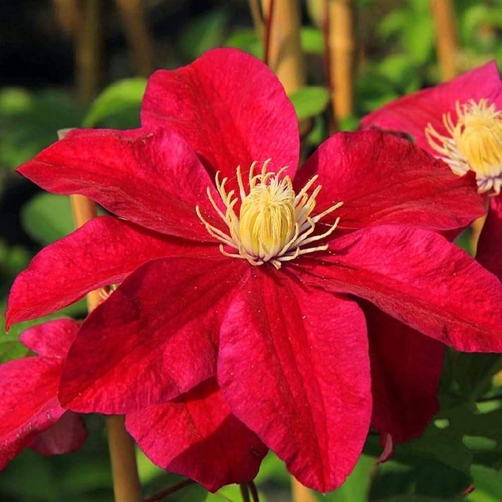 Clematis flower seeds