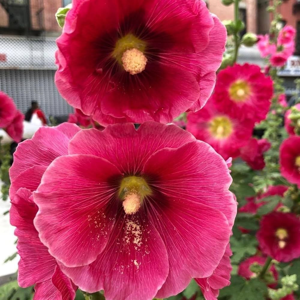 Hollyhock Alcea flower seeds
