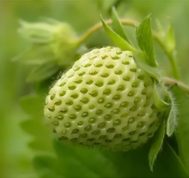 green strawberry seeds