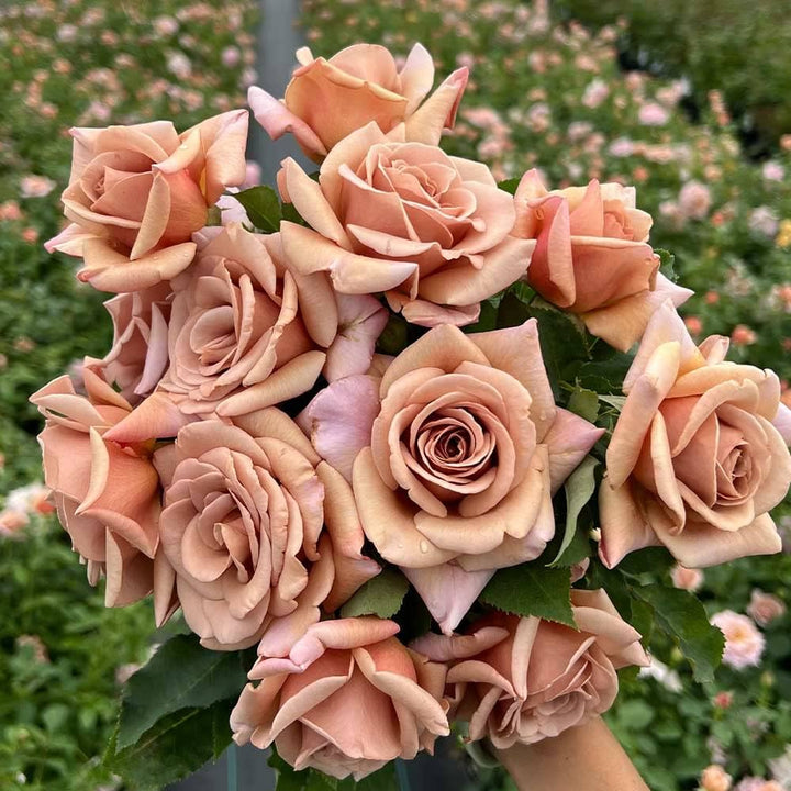 Unique Rose flower seeds